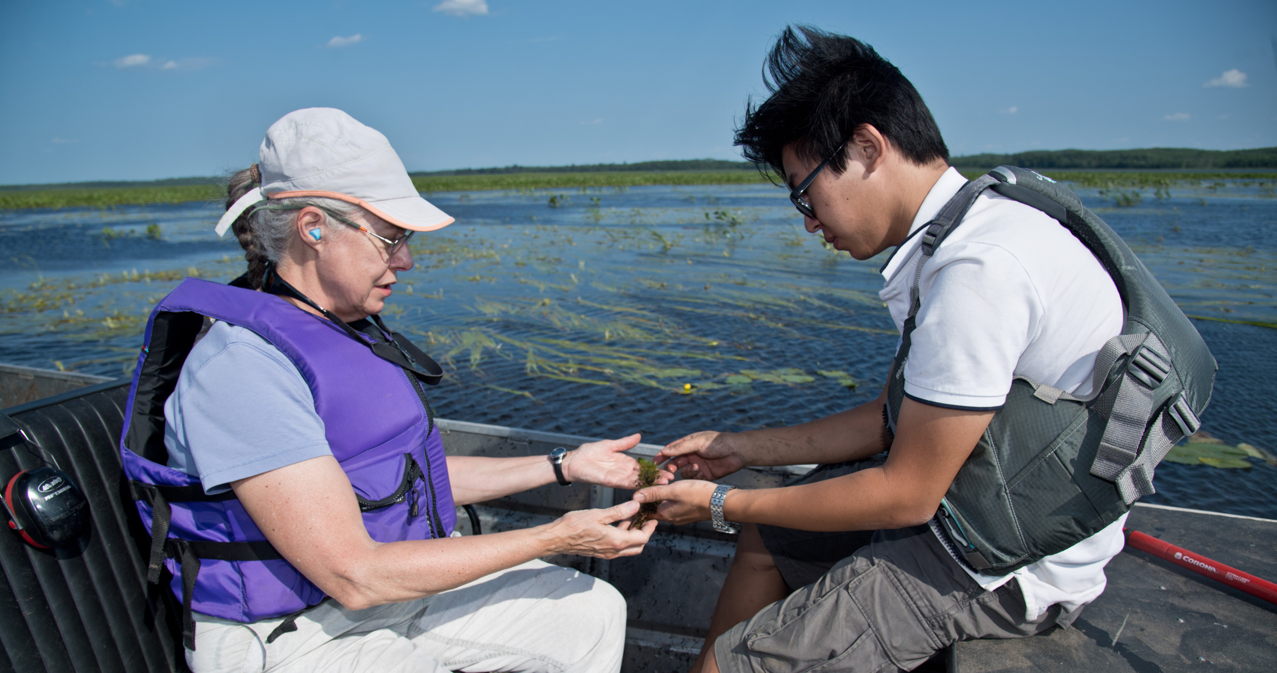 A professor and a student in a boat looking at wild rice.